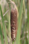 Cattail