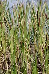 Cattail