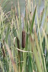 Cattail