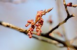 Winged elm