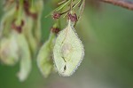 American elm