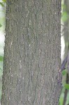 American elm