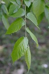 American elm