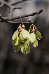 American elm