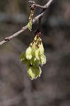 American elm