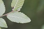 Cedar elm