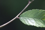 Cedar elm