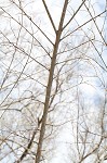 Slippery elm