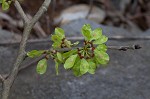 Slippery elm