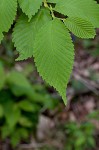 Slippery elm