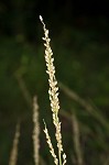 Texas signalgrass