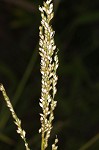 Texas signalgrass