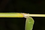 Texas signalgrass