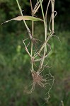 Texas signalgrass