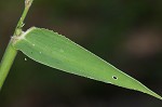 Texas signalgrass