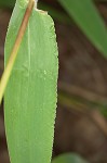 Texas signalgrass