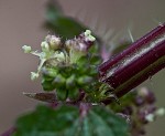 Heartleaf nettle