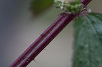 Heartleaf nettle