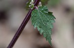 Heartleaf nettle