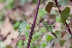 Heartleaf nettle