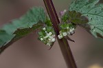 Heartleaf nettle