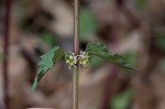 Heartleaf nettle