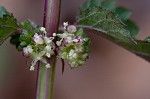 Heartleaf nettle