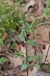 Heartleaf nettle