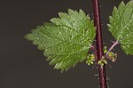 Heartleaf nettle