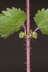 Heartleaf nettle