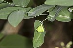 Largeflower bellwort