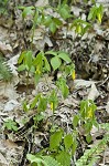 Largeflower bellwort