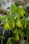 Largeflower bellwort