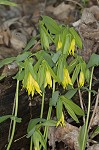 Largeflower bellwort