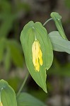 Largeflower bellwort