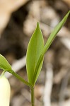 Sessileleaf bellwort <BR>Wild oats