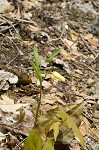 Sessileleaf bellwort <BR>Wild oats