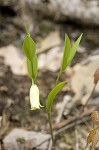 Sessileleaf bellwort <BR>Wild oats