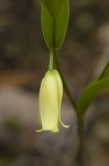 Sessileleaf bellwort <BR>Wild oats