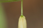 Sessileleaf bellwort <BR>Wild oats