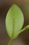 Sessileleaf bellwort <BR>Wild oats