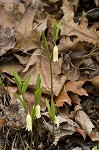 Sessileleaf bellwort <BR>Wild oats