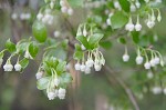 Tree sparkleberry