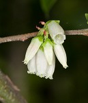 Black highbush blueberry