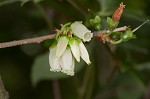 Black highbush blueberry