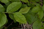 Black highbush blueberry