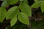 Black highbush blueberry