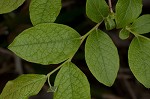 Black highbush blueberry