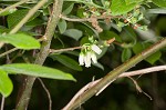 Black highbush blueberry