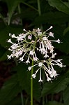 Largeflower valerian